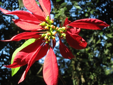 IMG_5400 roadside poinsettias.12.JPG